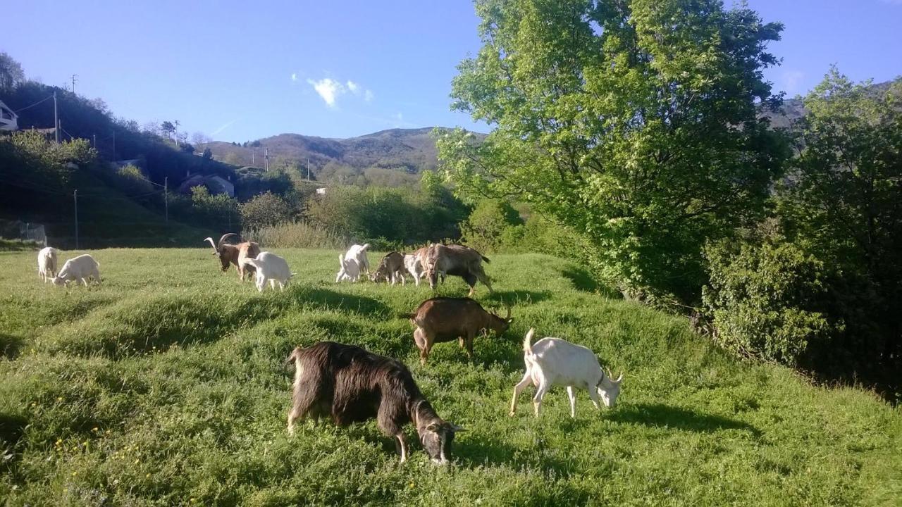 Agriturismo Grilla Villa Mele Phòng bức ảnh